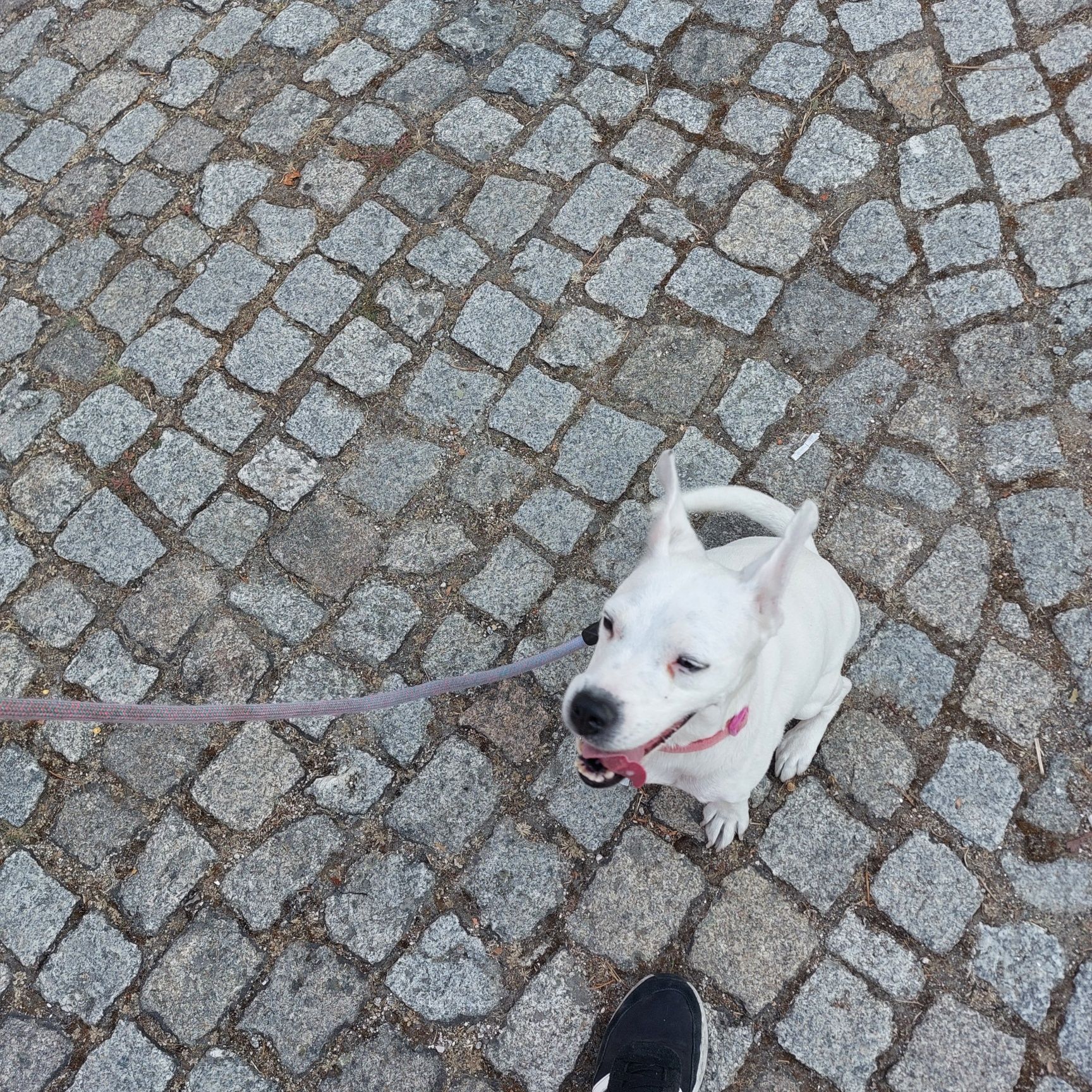 Cadela para adoção