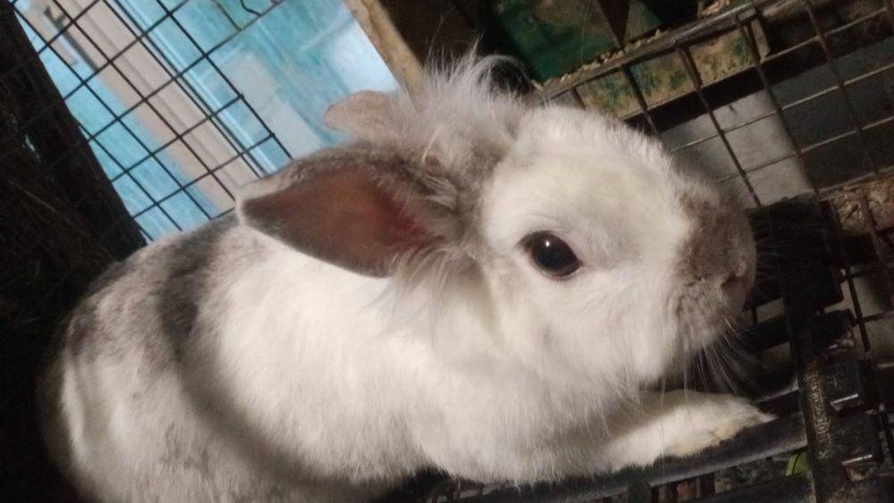 Декоративні карликові кроленята