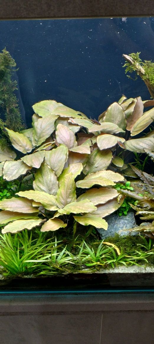 Roślina akwariowa.Legenandra meeboldii red
.Rośliny zdrowe bez glonów