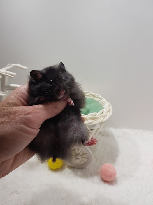 Chomik syryjski (Mesocricetus auratus) maluszki