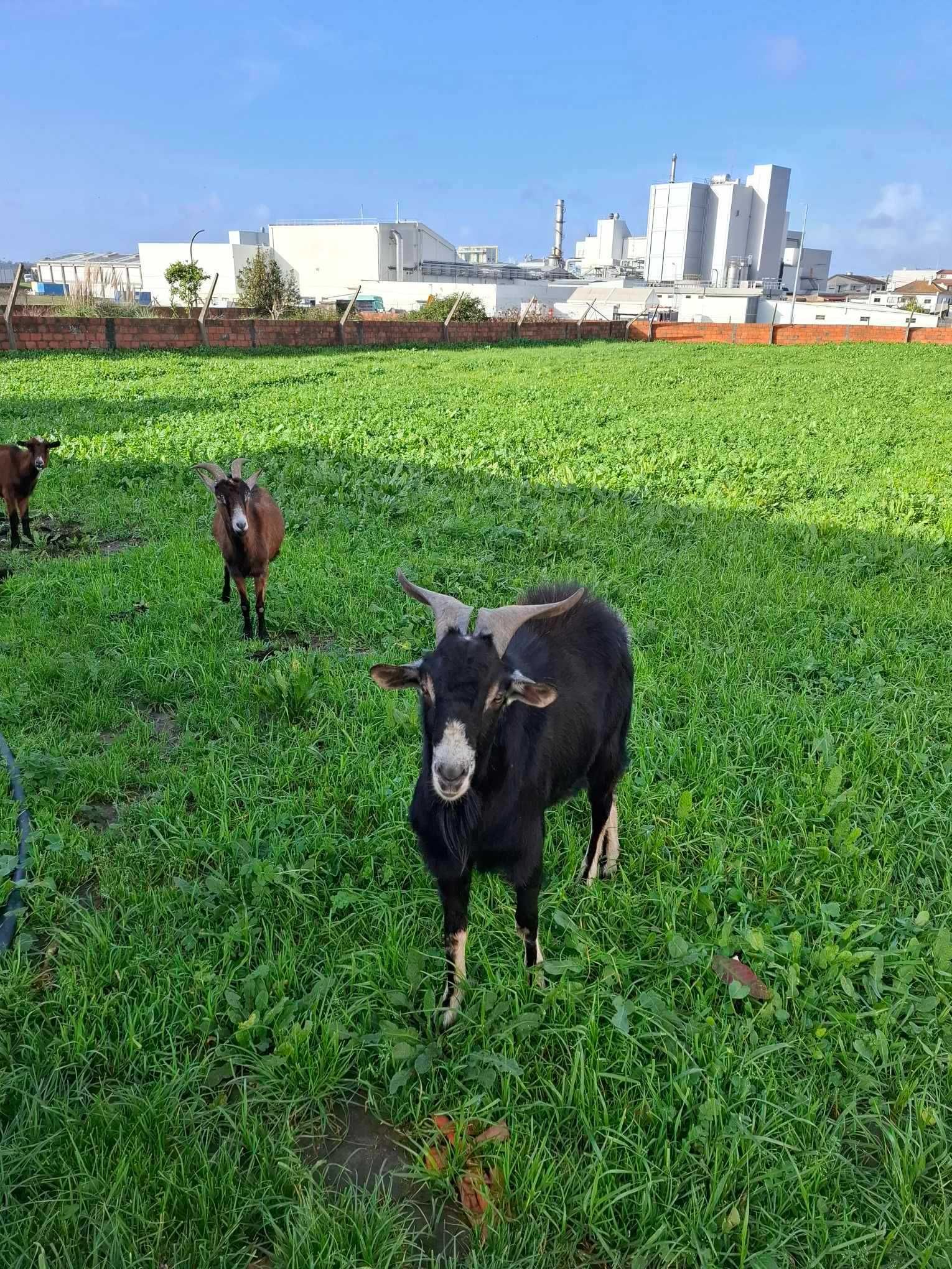 Chibo preto com 14 meses