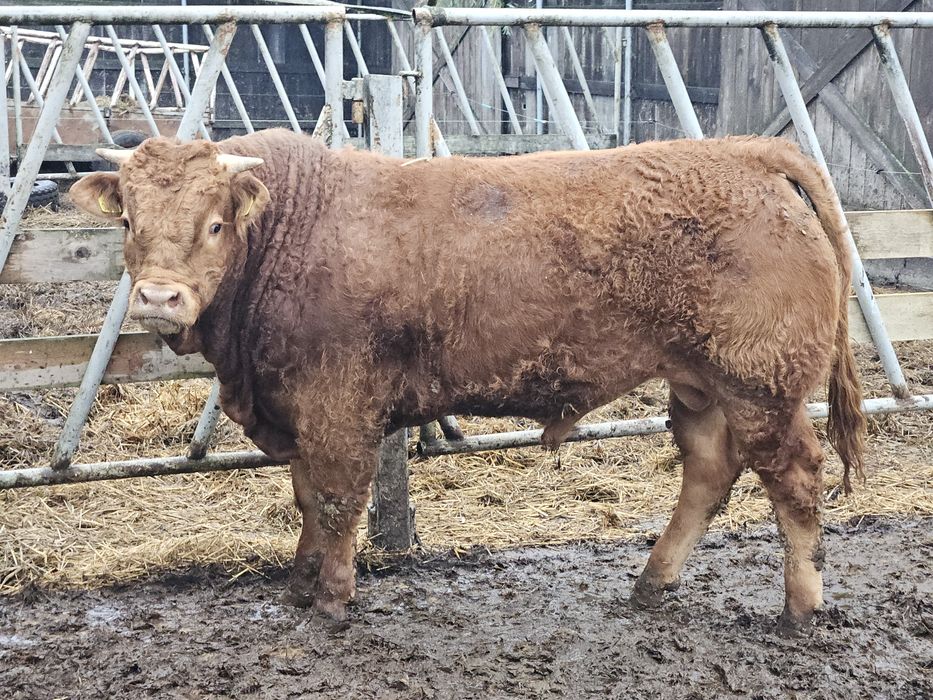 Sprzedam byczka limousine