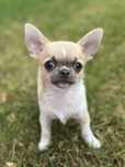 CHIHUAHUA dziewczynka :)