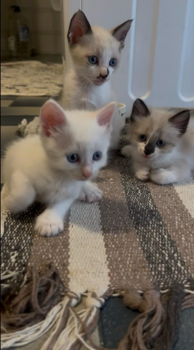 Gatos para adoção responsável