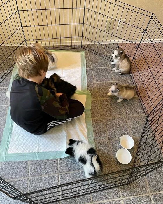 Вольер клетка 180х60х61 8 секций с дверкой манеж для собак щенков‼️