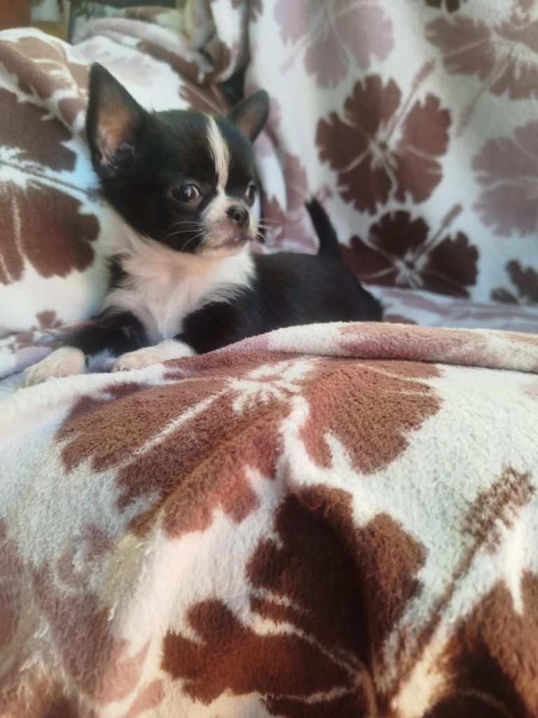 Suczka  Chihuahua