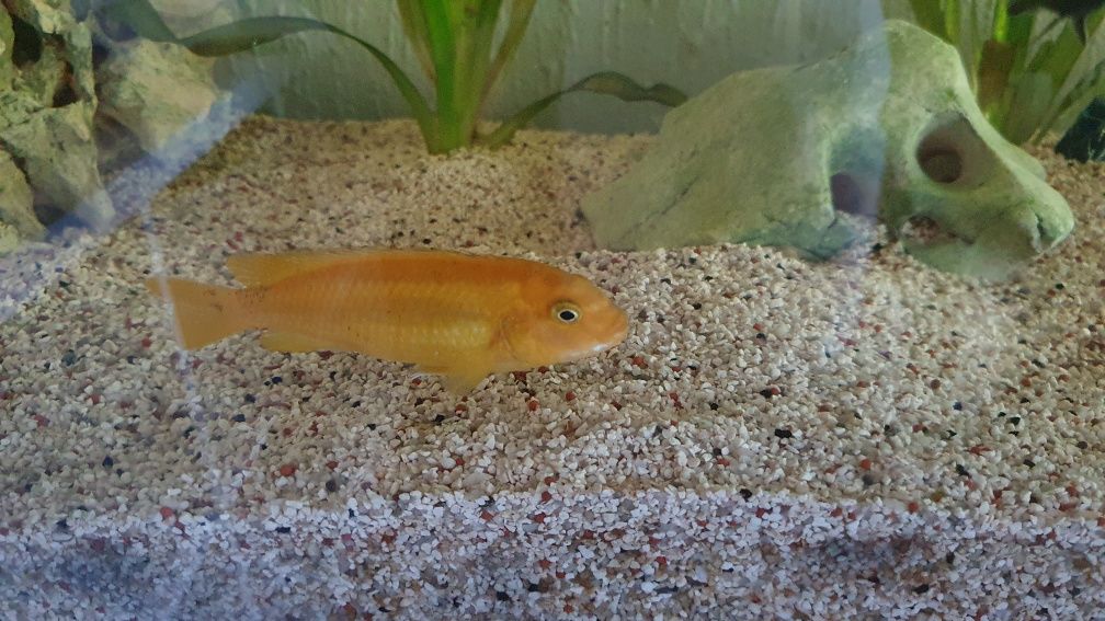 Casal jonhani com 6/7cm