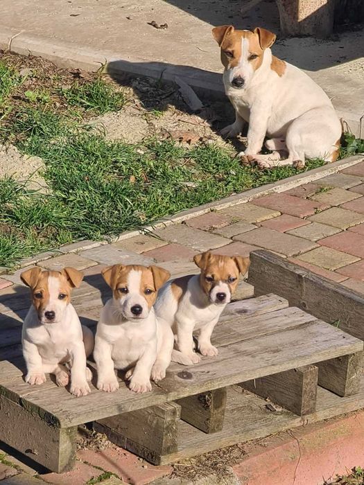 Щенки Jack Russell Джек Рассел готові до переїзду