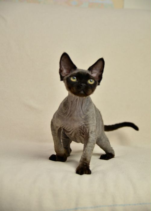 Чорний хлопчик девон рекс