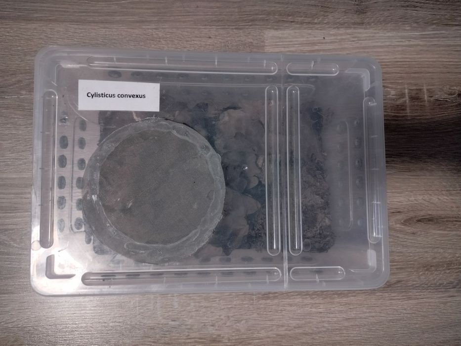 Cylisticus convexus + terrarium