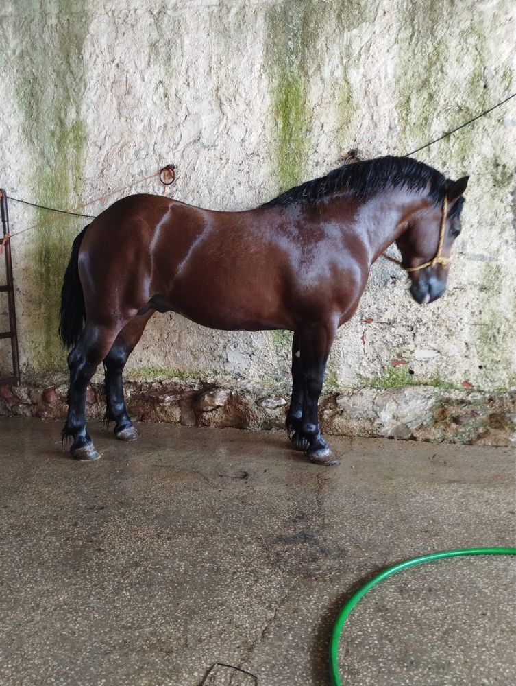 Breton 2 anos manso