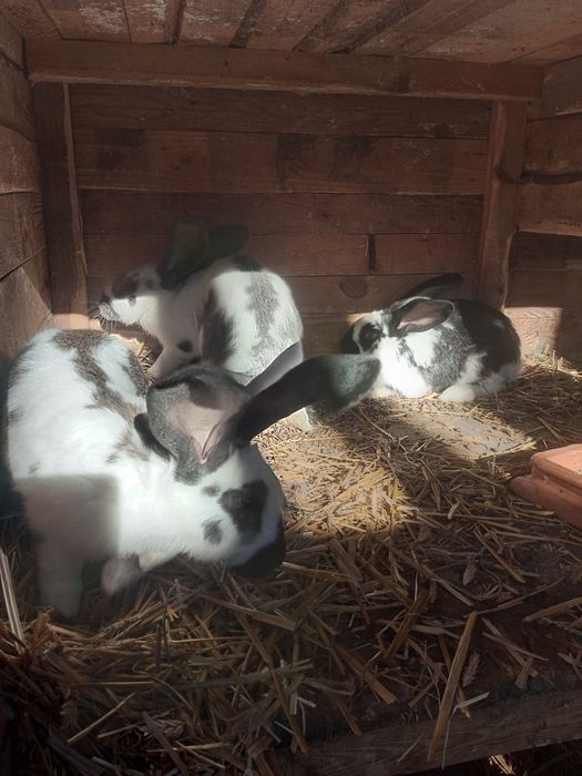 Króliki do dalszego chowu