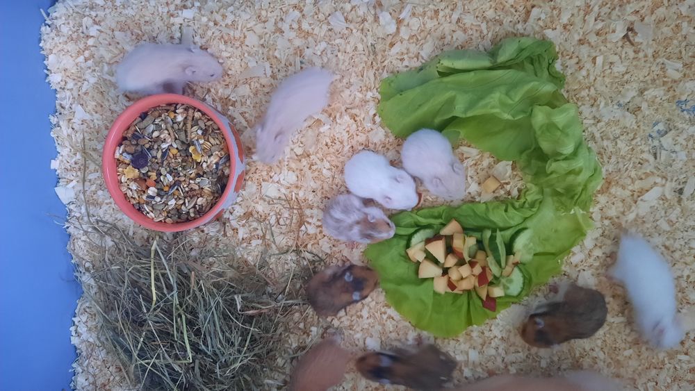 Chomik syryjski długowłosy, młodziutkie białe, wiewiórki i biszkoptowe