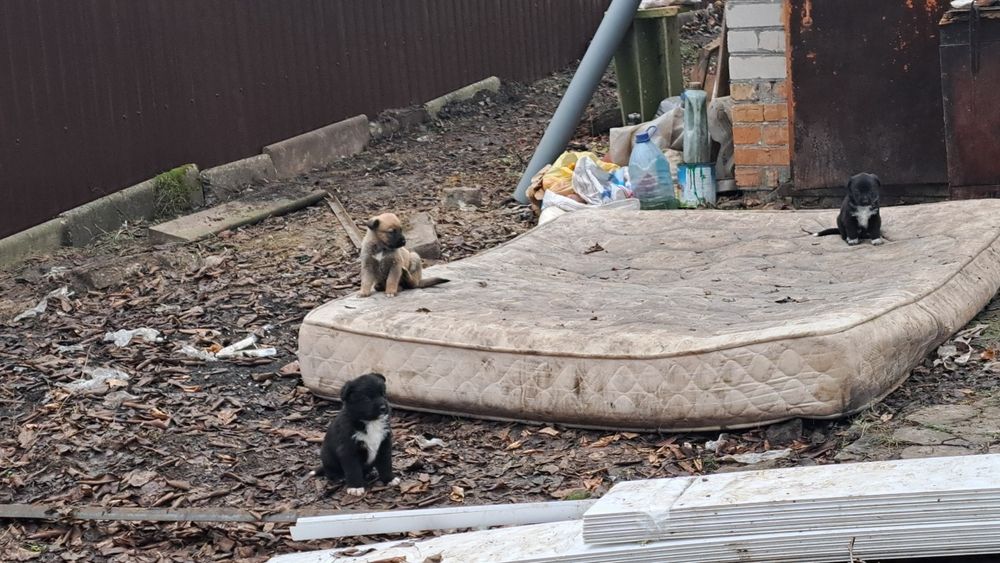 Отдам щенков в хорошие руки