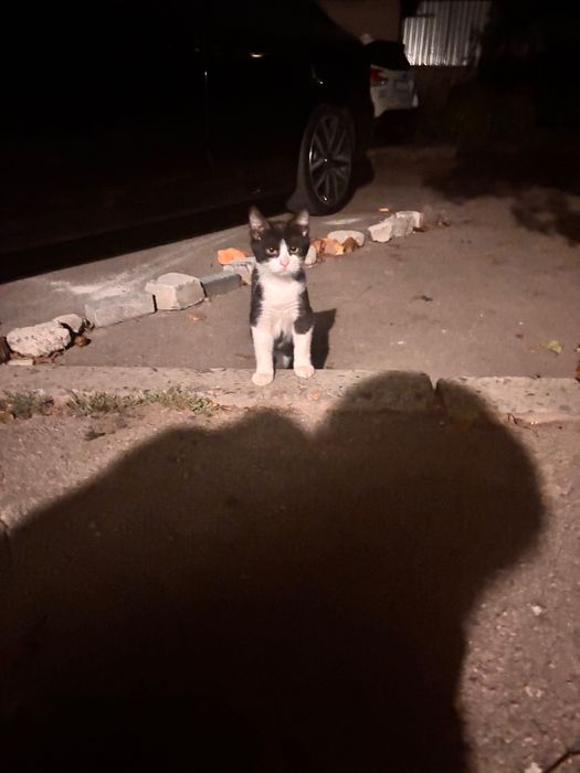 Котенок, мальчик, 4 месяца