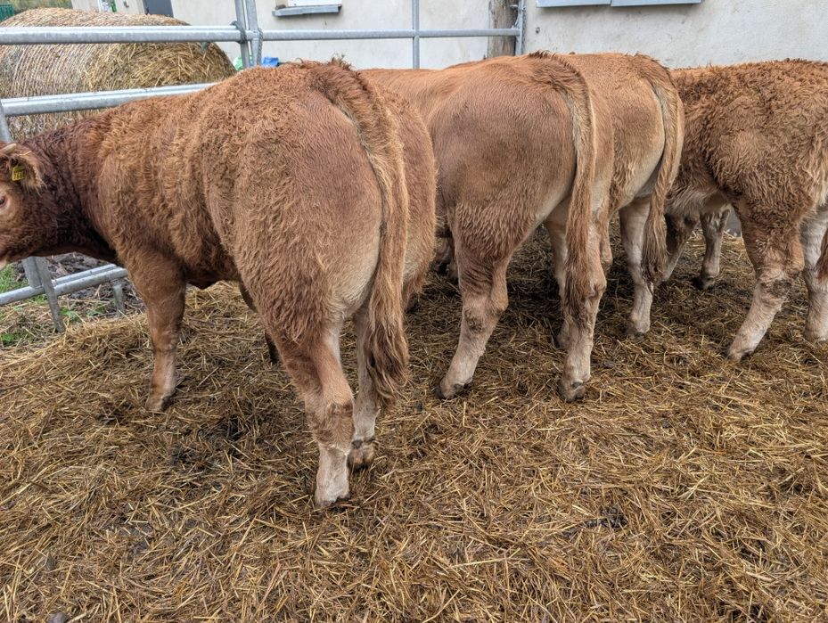 Sprzedam odsadki byczki i jałówki polskie duże ilość