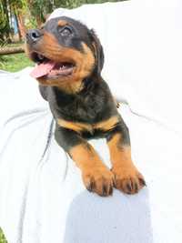 Psy rasowe rottweiler