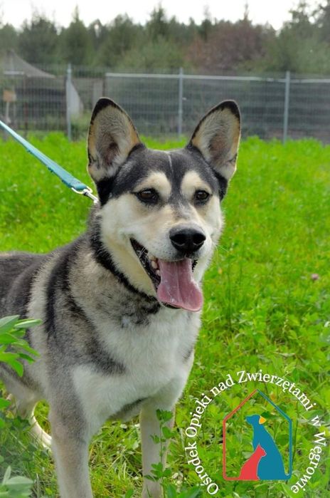 Axel 169/21 - SZUKA DOMU!