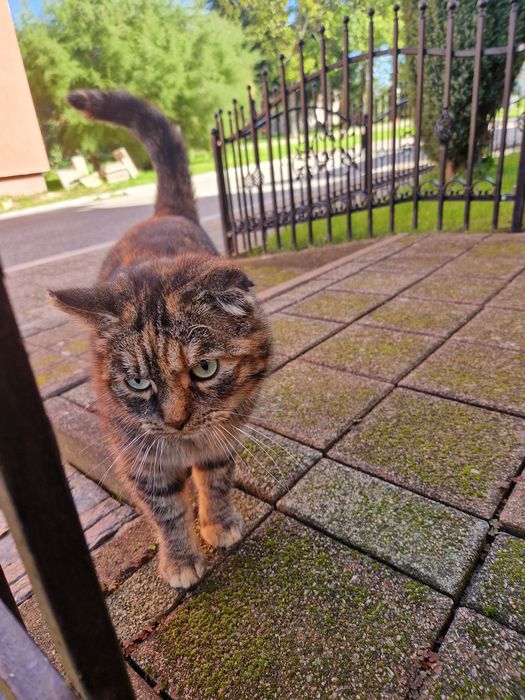 Bunia ok.5letnia kotka szuka odpowiedzialnego domu