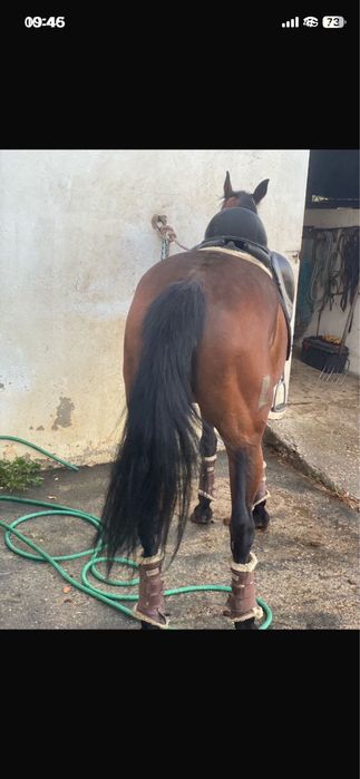 Egua cruzada 13 anos