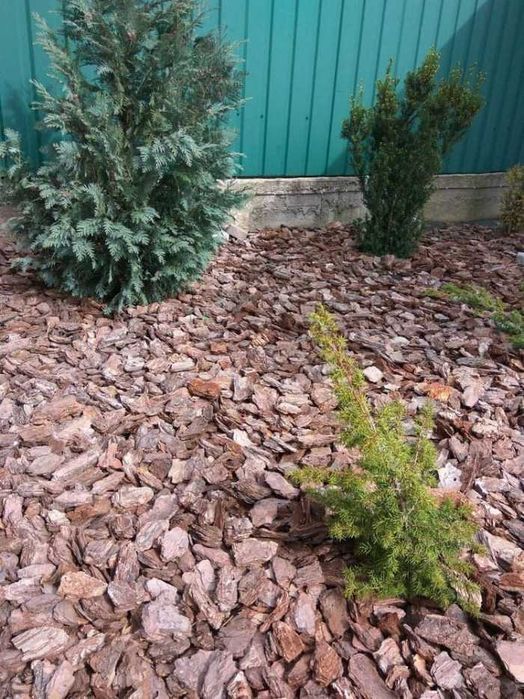 Przepiękna Kora ręcznie sortowana AŁTAJ PREMIUM- TRANSPORT GRATIS