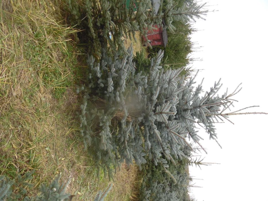 Choinki świąteczne z plantacji  ciętekopane