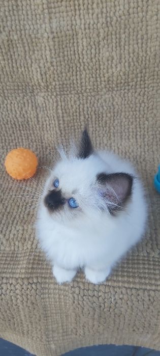 Gato sagrado dá Birmânia