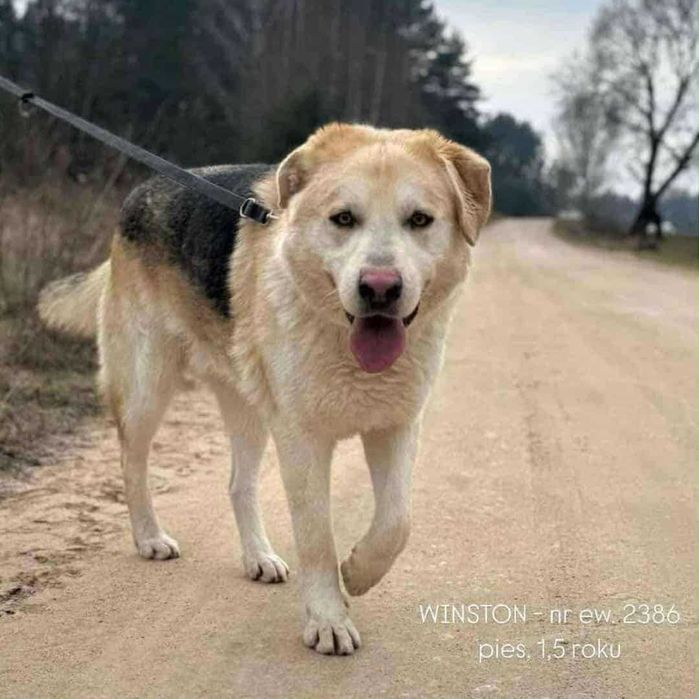 Winston szuka domu