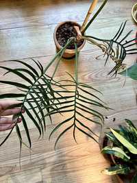 philodendron tortum
