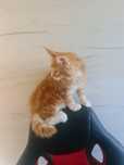 Maine Coon kociaki