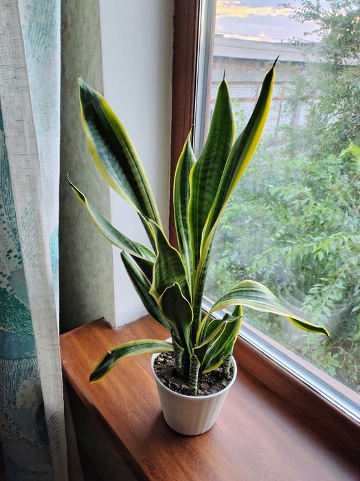 Сансев'єрії, хлорофітуми. У них очищувальні, противірусні властивості.