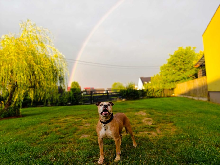 Amstaff Tytan wciąż bez domu