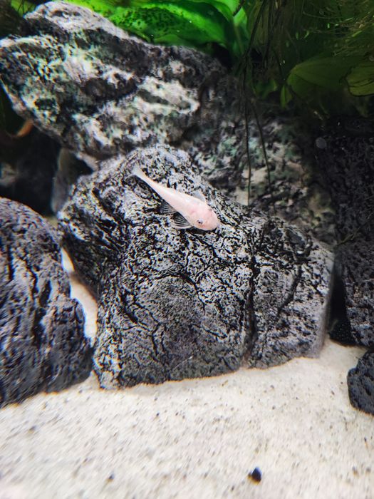 Zbrojnik Ancistrus L144 snow white, krótka płetwa