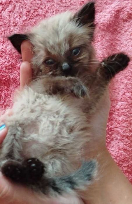 Шукаю   взяти сіамського    маленького  котика