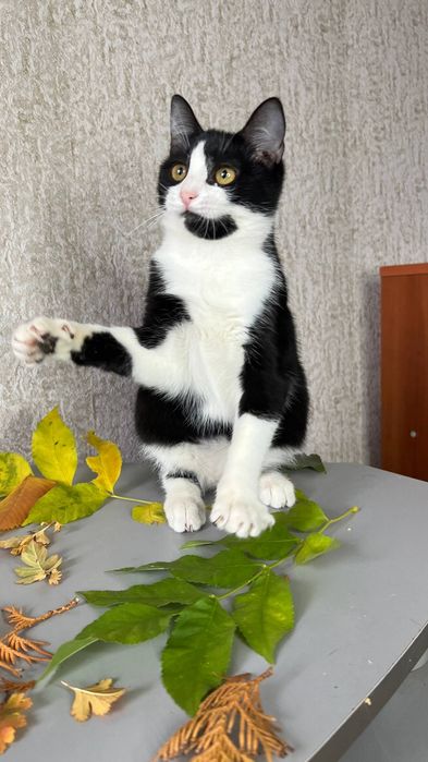 Отдаи_ кошки_ коты_ котята_ яся