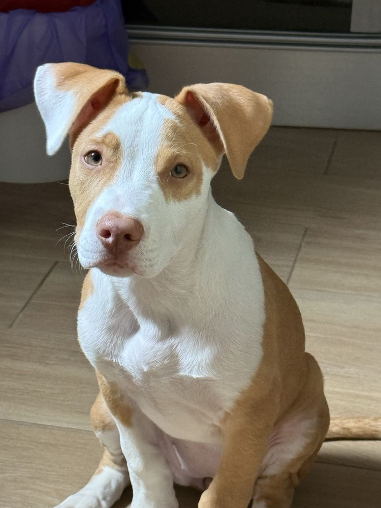 Dou cadela 3 meses