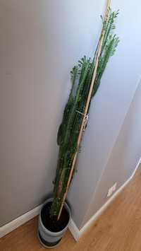 Kaktus trójżebrowy "Andrzej" 150cm