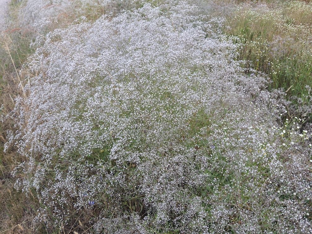 Gipsówka wiechowata