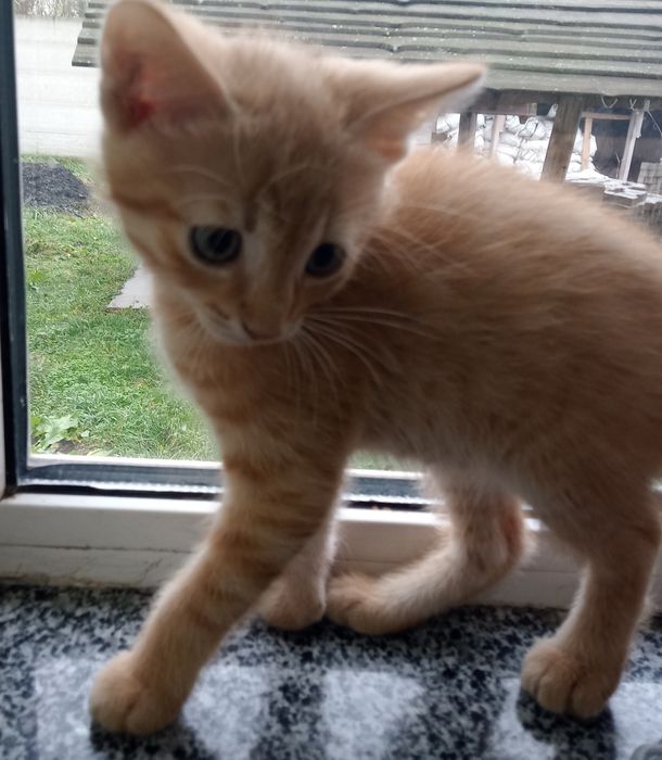 Віддам в добрі руки