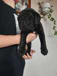 Cane Corso czarna sunia