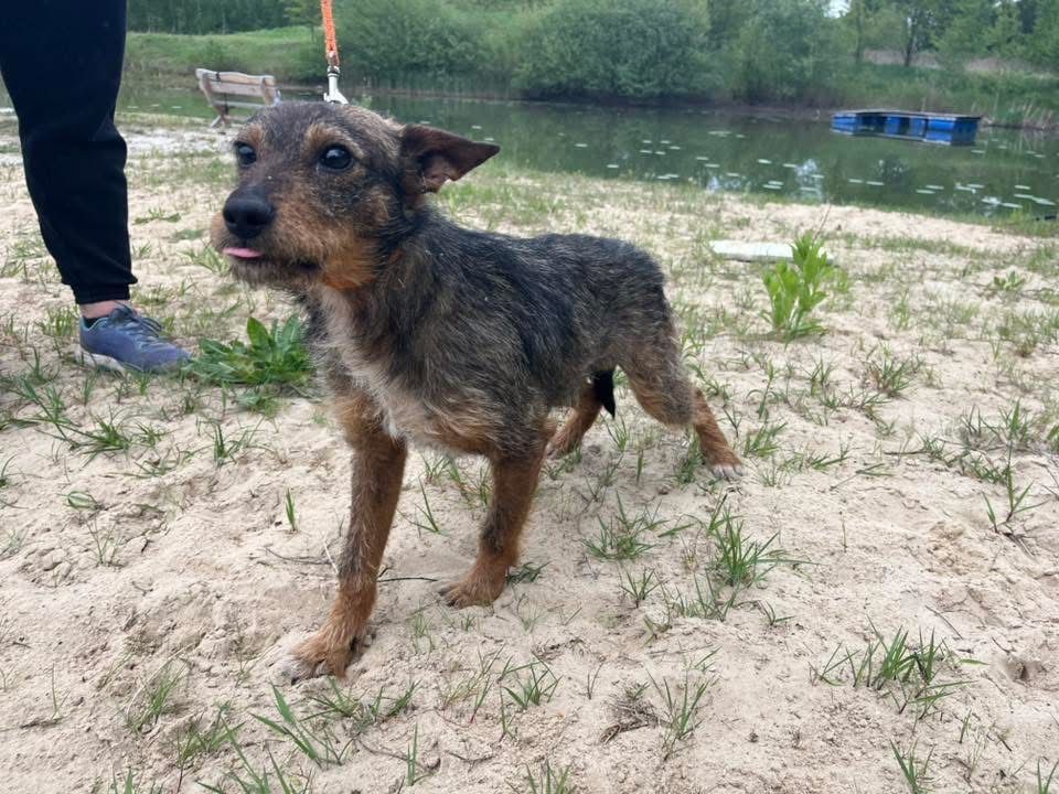 Kochany Tymek czeka na adopcje