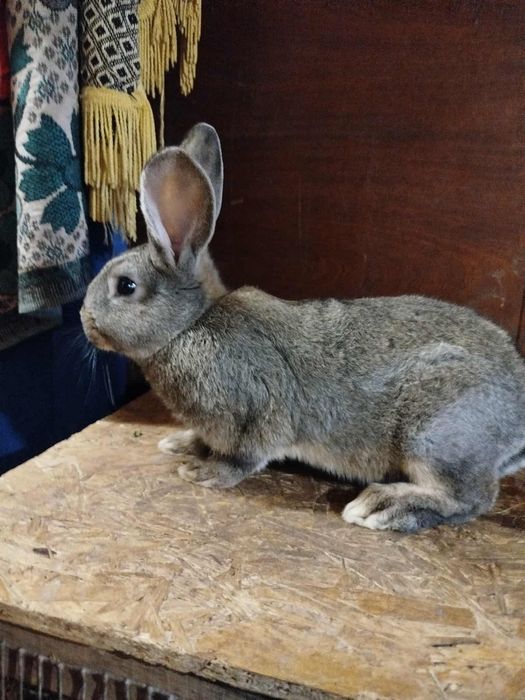 Кролики (хлопці)