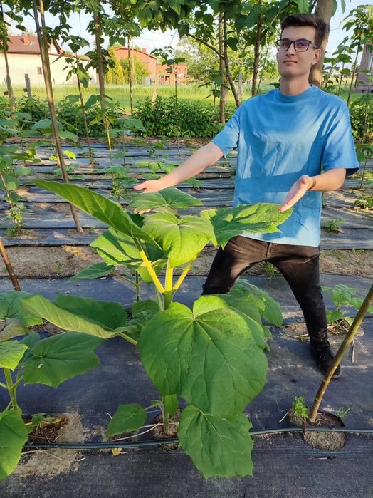Paulownia Shang Tong - Dwuletnie sadzonki szybko rosnące. PRODUCENT
