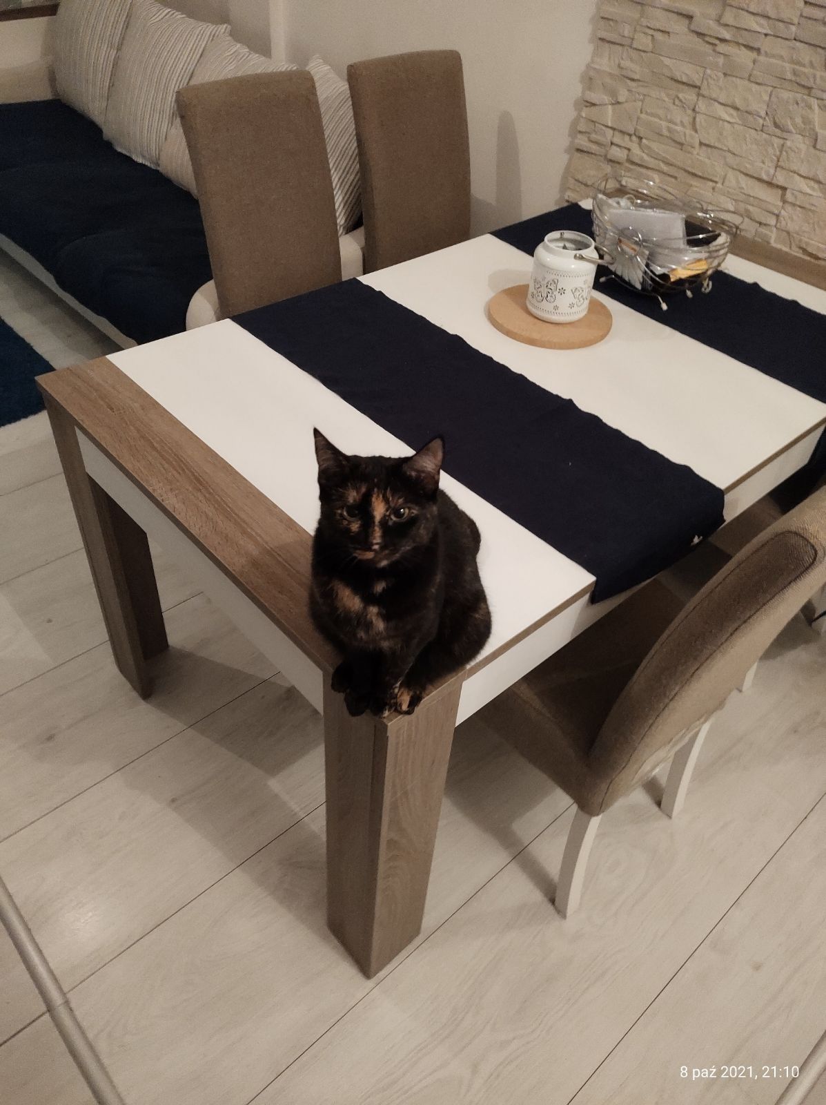 Paris i Rory grozi schronisko. Ich opiekun wyjeżdża...