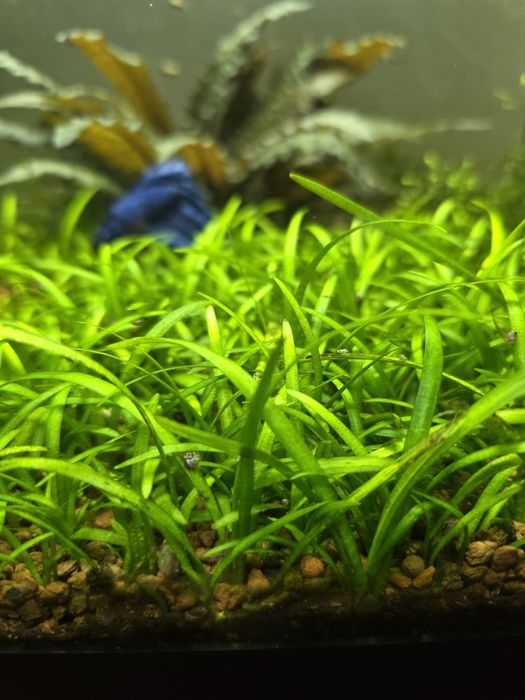 Sagittaria Subulata
