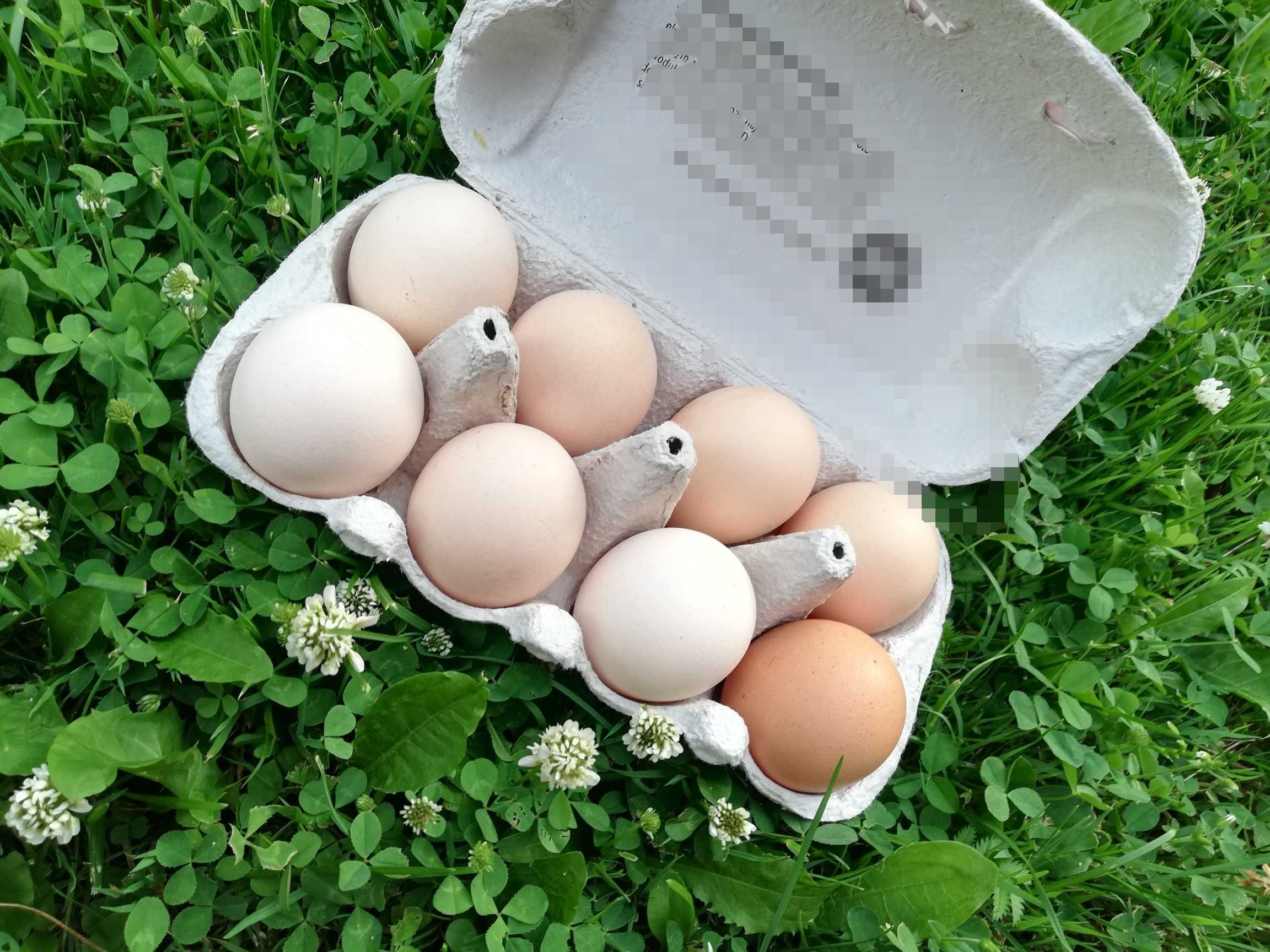 Świeże swojskie jajka