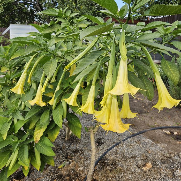 Бругмансия ароматная желтая трубы ангела дурман