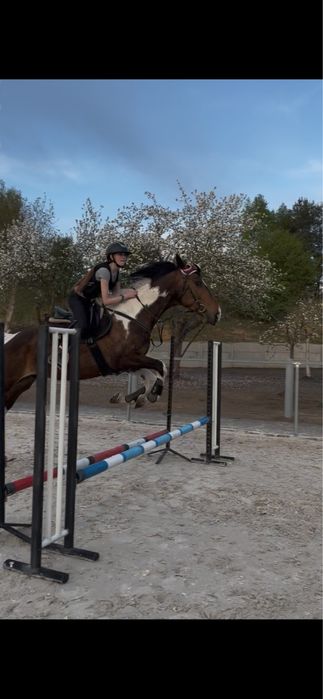 Wspóldzierzawa konia - wicher