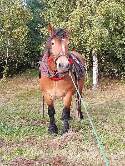 Sprzedam klacz zimnokrwistą