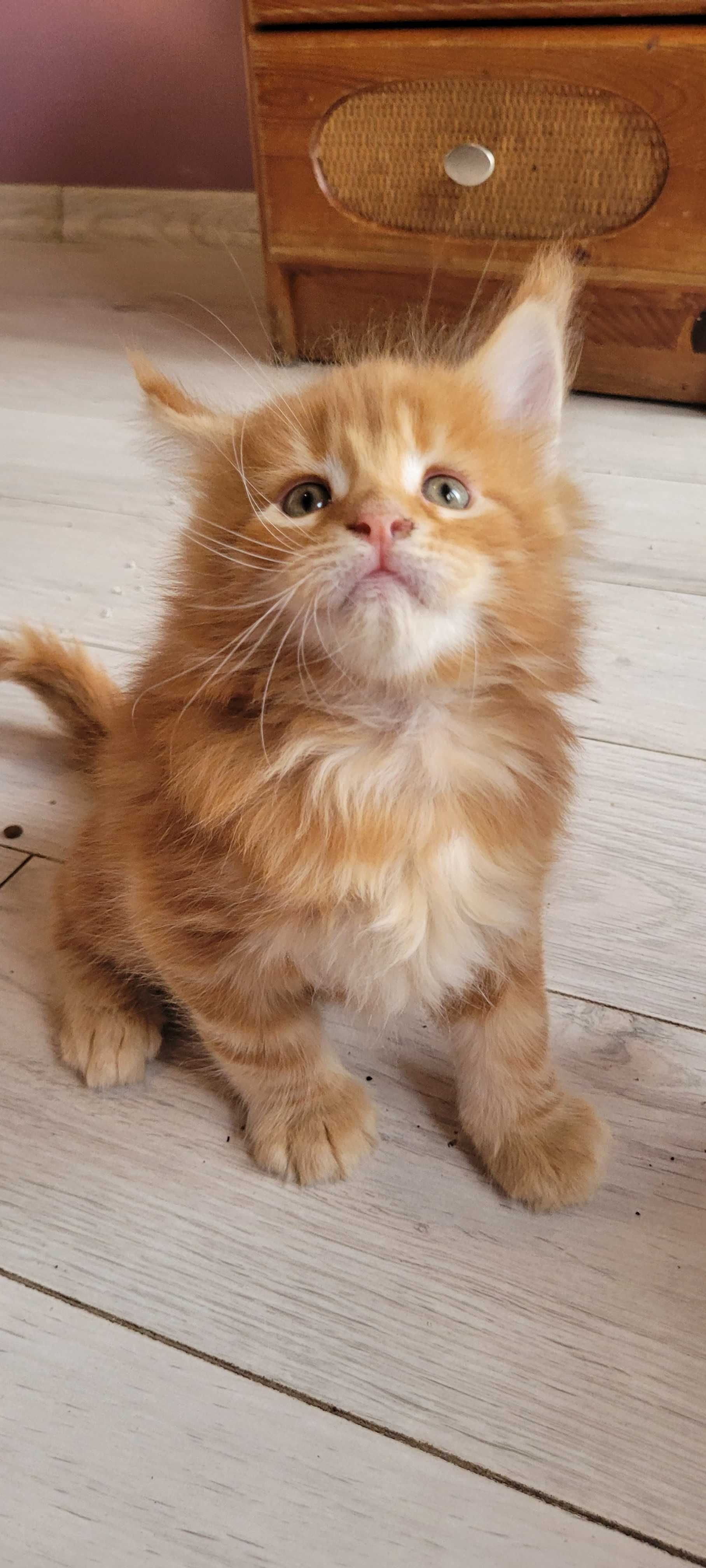 Sprzedam kocurka Maine Coon z legalnej hodowli